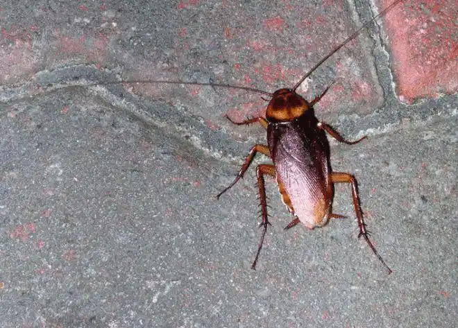 北方人最不习惯南方的是什么南方蟑螂能吓哭北方汉子