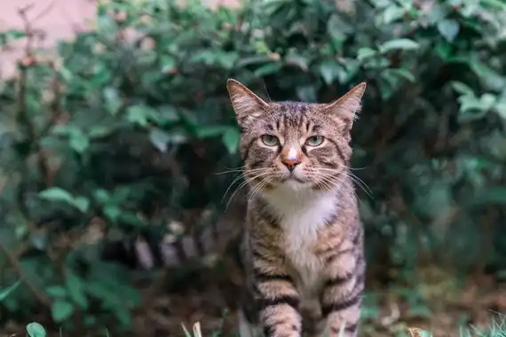原创魅力十足的中华田园猫备受国外友人的喜爱