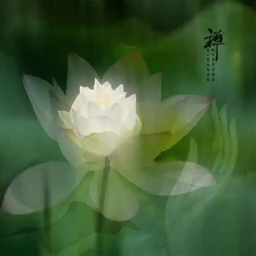 禅莲花的微信头像