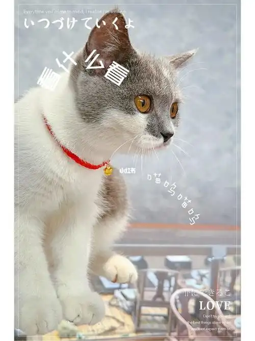 国庆节花350买了一只花脸蓝白猫