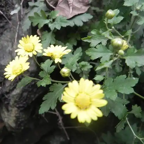 现采新鲜野生中草药材苦薏野菊花野黄菊花 整株全草500g