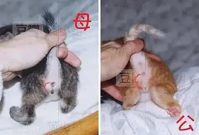 vincent2022-05-11 09:25:47小橘猫一般都是公猫,三花猫是母猫赞 (3)