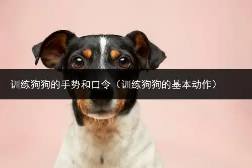 训练狗狗的手势和口令(训练狗狗的基本动作) – 萌宠必备网