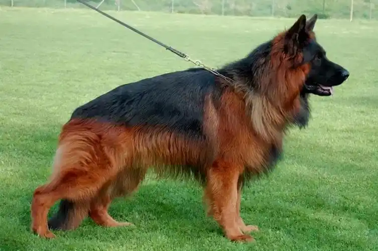 德国牧羊犬图片大全