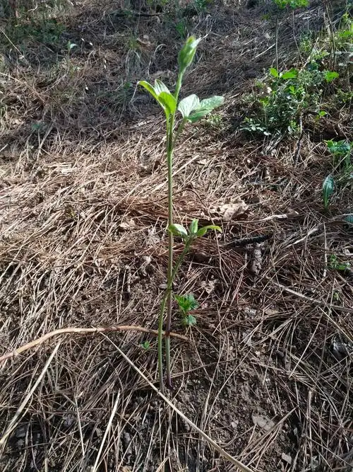 山辣椒秧