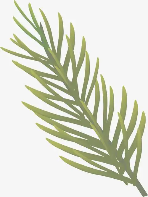 关键词 : 小清新松叶,简约松叶,水彩,唯美松叶,枝条,绿色松叶[声明]