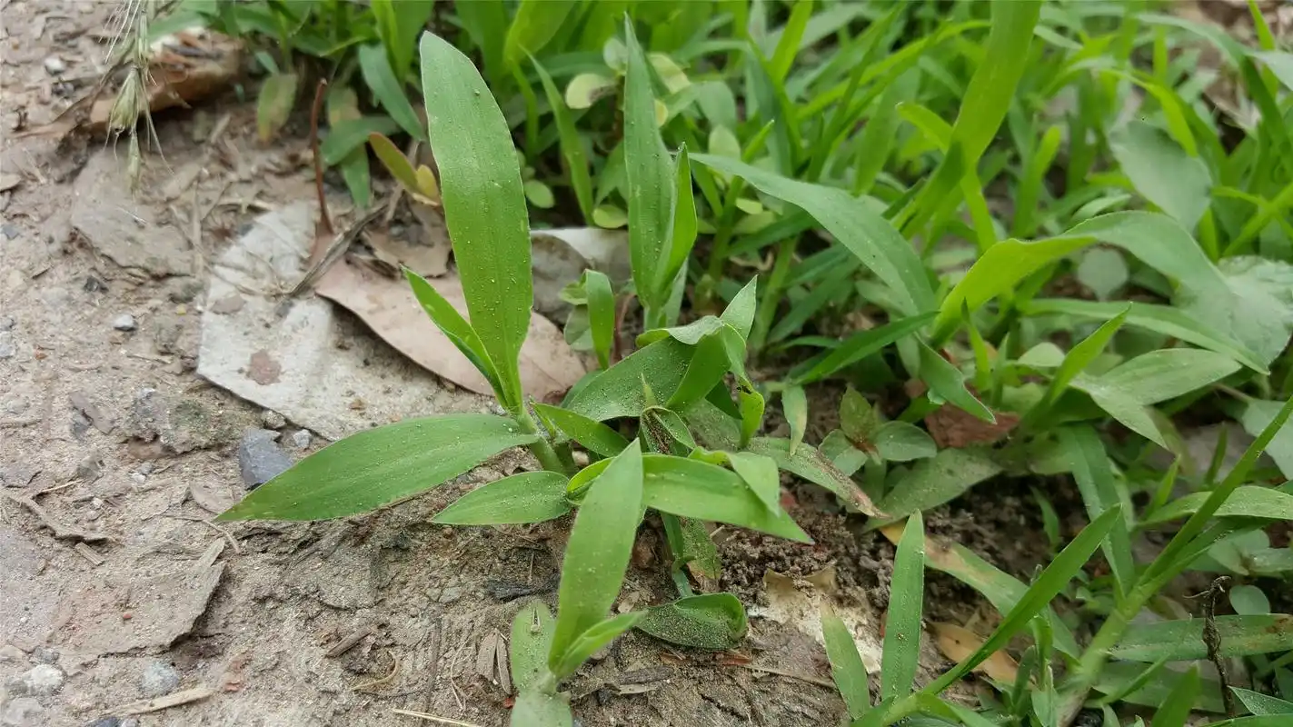 农田里的一种常见杂草,让农民伤透脑筋,可除掉后却又不舍得丢