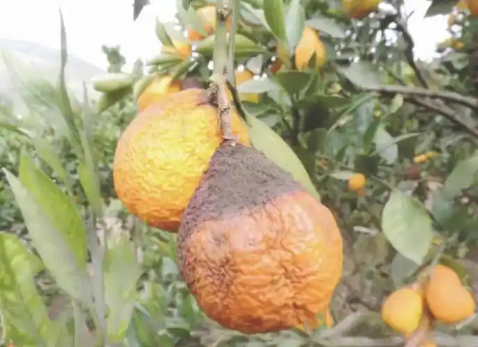 柑橘外表鲜丽,里面却发黑腐烂,这是怎么回事? - 农广田园数字化农业