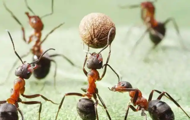 一般一个蚁群中大概有这么四种类型,分别是蚁后,雄蚁,工蚁和兵蚁,其中