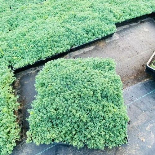 薄雪万年草中华景天黄金佛甲草四季常青庭院耐寒室外植物花园花镜