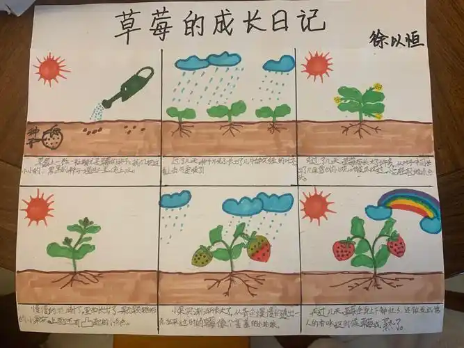 回到家,我还画了一幅草莓的成长史,小朋友你们看懂了吗?
