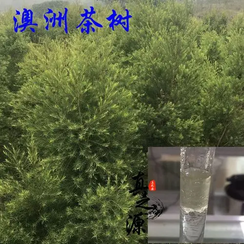 茶树纯露_新鲜澳洲茶树 精油纯露原料 新鲜茶树枝条优惠券