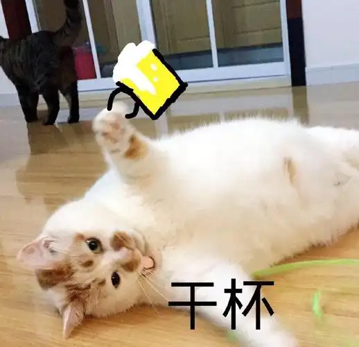 萌宠喵星人干杯太好了可爱呆萌gif动图_动态图_表情包下载_soogif