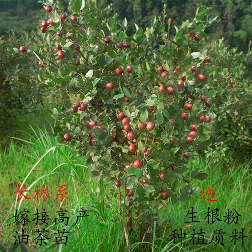 油茶苗江西长林系高产嫁接良种油茶树苗当年结果茶子树大果杯苗