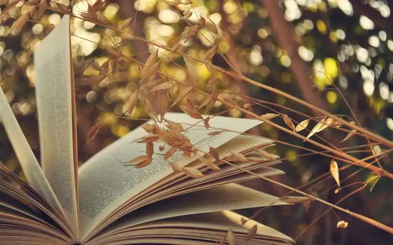 书和小穗 1080x1920 iphone 8/7/6/6s plus 壁纸,图片,背景,照片