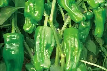 农作物种子,高产优质大辣椒种子-高抗病,盛-奇薄斯特辣椒种子