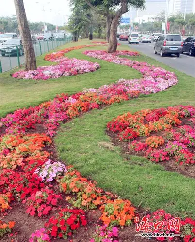 国兴大道绿化带宛如一条彩色地毯