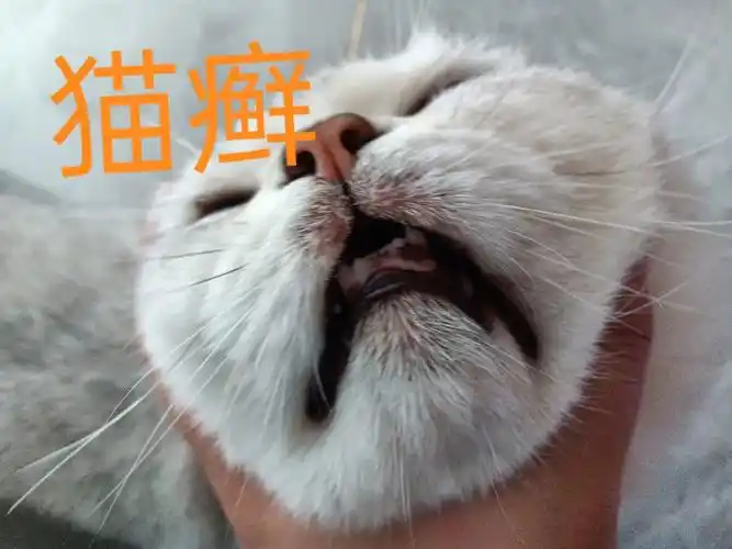 得猫癣了怎么办