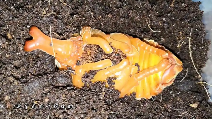 刚刚退完第一次皮的独角仙幼虫洁净细白真漂亮就像白玉一块