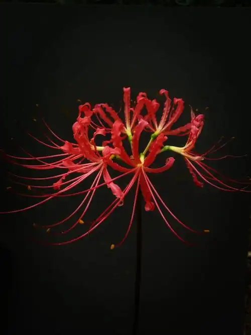 曼珠沙华《彼岸花》