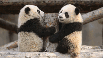 萌炸今天有两只全世界最可爱的动物来贵州了走约起去看看