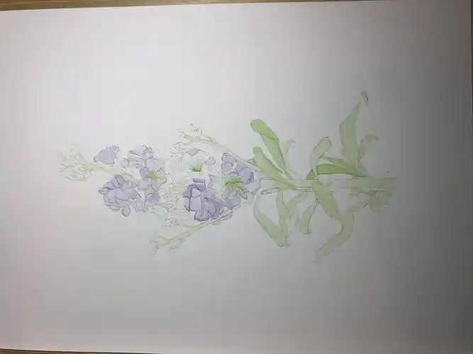 水彩习作005紫罗兰临摹