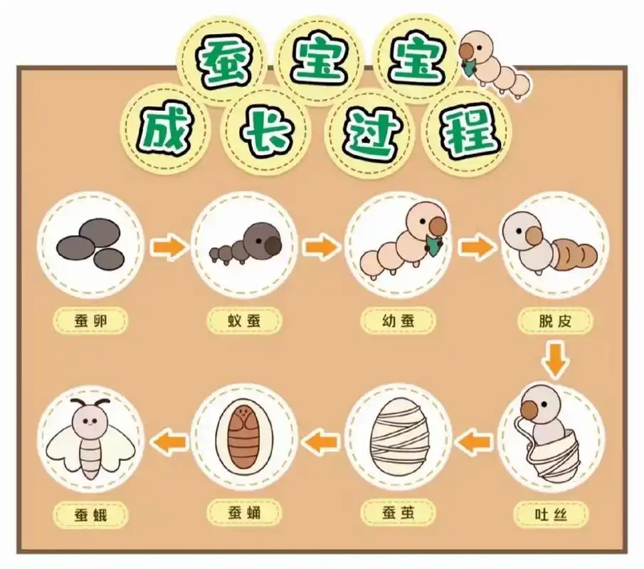蚕宝宝的生长过程 蚕宝宝的生长过程