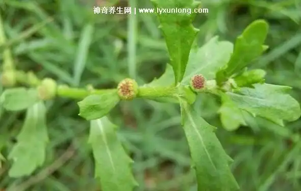 野生中药鹅不食草图片功效与作用,汁液治疗鼻炎效果太好了 — 神奇