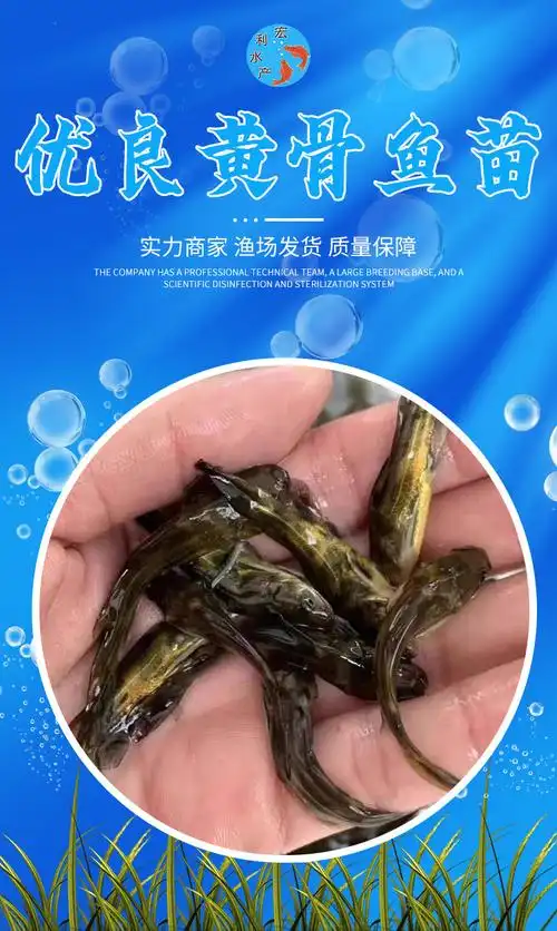 广东供应超雄黄颡鱼苗 黄骨鱼苗 黄丫头鱼苗 黄辣丁鱼苗批发