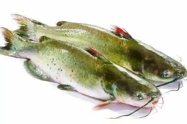 湄公鱼是什么鱼湄公鱼好吃还是海鲈鱼好吃