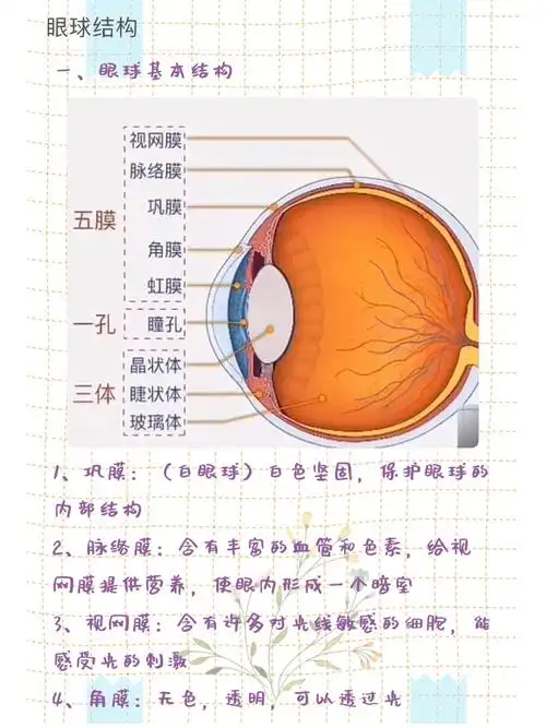 眼球结构