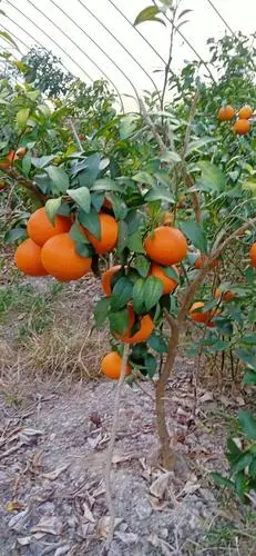 红美人柑桔苗 红美人