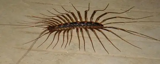 好多腿和蜈蚣有点像的是什么虫