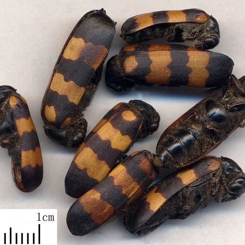 中药材斑毛 斑毛虫 黄豆虫 班虫外用中药材 30g