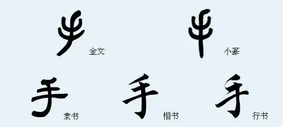 (象形)字小篆手:象指掌之形,本义作「拳」解,(见说文许箸)盖取掌及