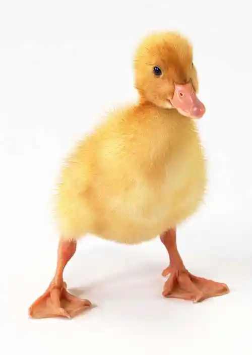 可爱呆萌的小鸭子