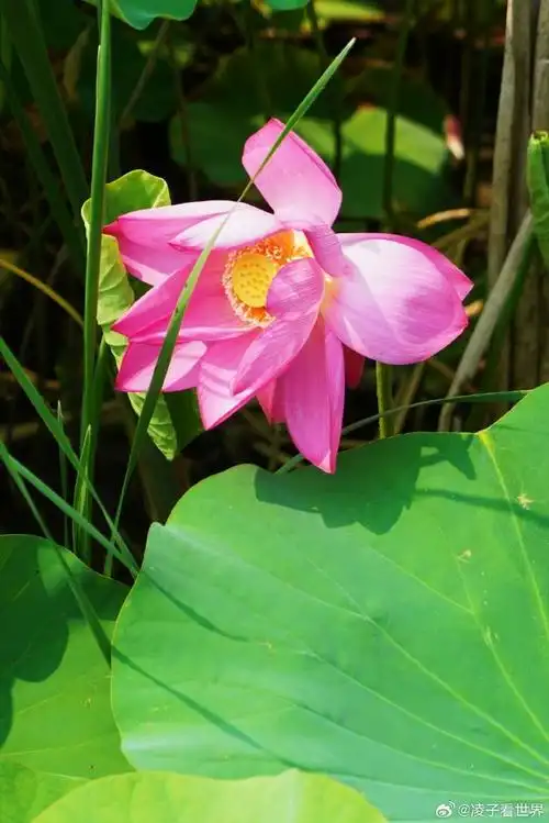 喜欢自然风景,生态,候鸟的朋友可以看过来.