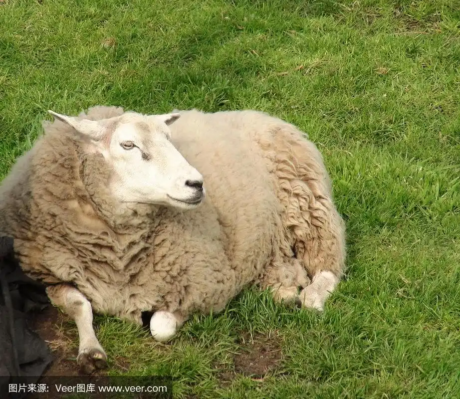 绵羊动物坐在田野上