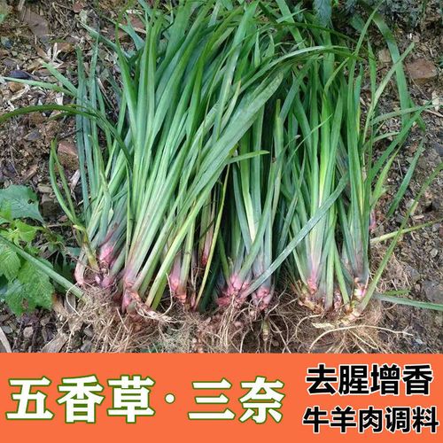 贵州新鲜三奈五香草茴香菖蒲带根山赖去腥提香四季可种植食用香料