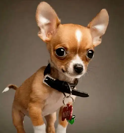 吉娃娃什么颜色最贵,想养吉娃娃的你看过来吧 | 说明书网