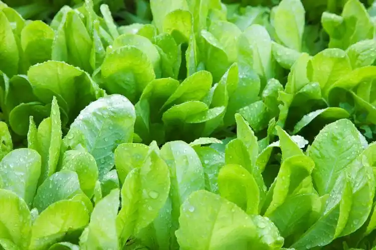 菜叶图片_菜叶图片大全_全景图片