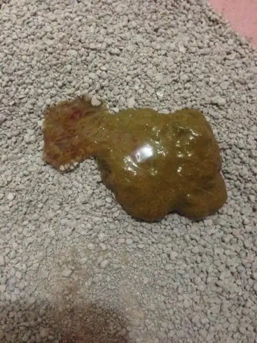 猫咪拉痰状带血稀便