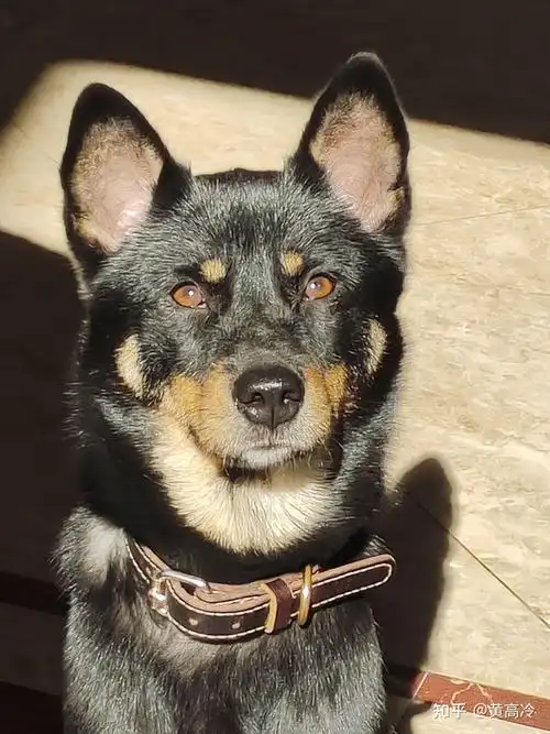 想看铁包金(俗称四眼)毛色的中华田园犬,大家可以发我看看吗? - 知乎