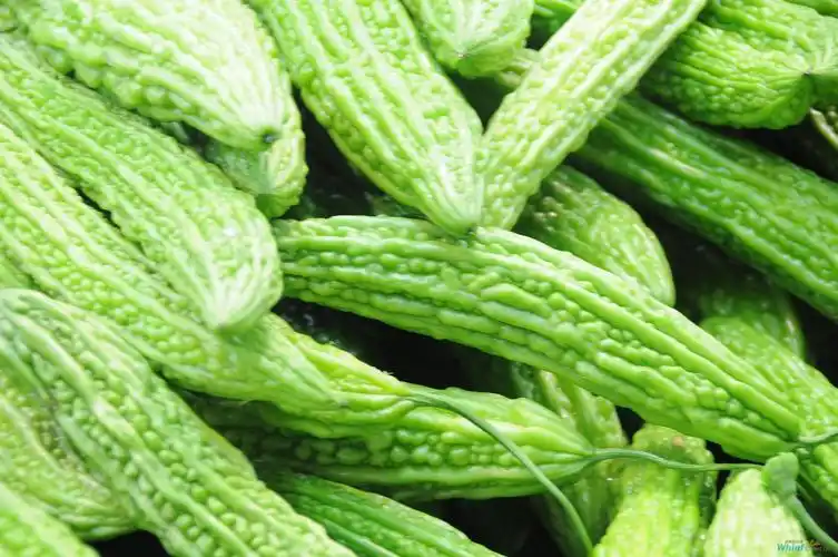 吃"苦"等于吃补 这些苦味食物好处多!