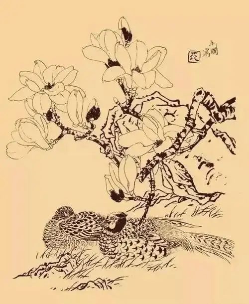 分享一组白描玉兰花