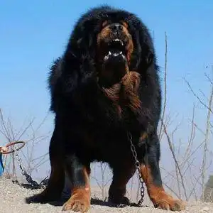 纯种藏獒幼犬出售大型犬藏獒活物狮头獒虎头铁包金巨型猛犬藏獒犬