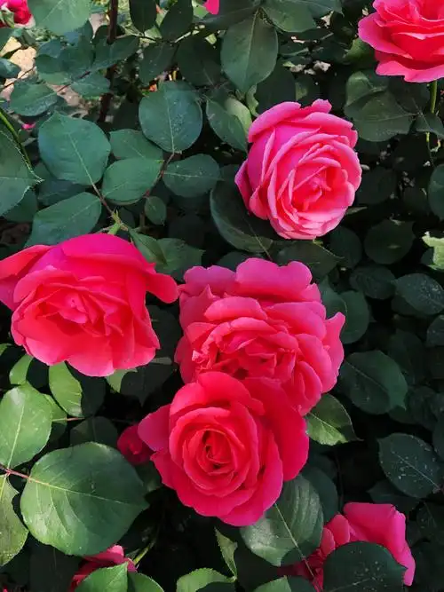 形容月季花长得好的唯美句子_晶羽科技