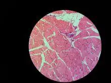 骨骼肌显微结构