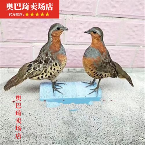 模型竹鸡媒竹鸡模型园林竹鸡户外竹鸡摆件室外仿真羽毛 竹鸡公母一对