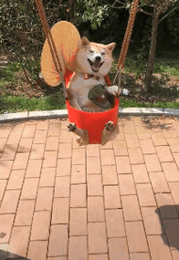 柴犬掉毛严重是什么原因?